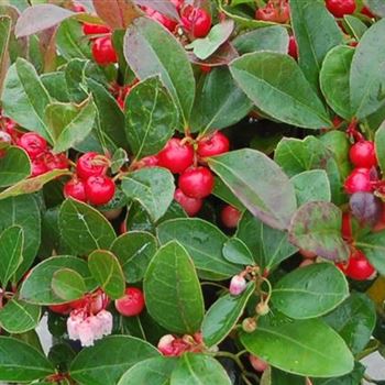 Gaultheria_procumbens_GR_R1.jpg