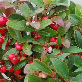 Gaultheria_procumbens_GR_R2.jpg