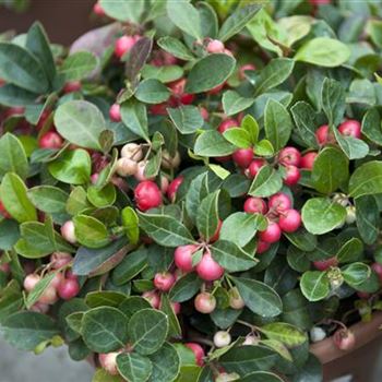 Gaultheria_procumbens_2009_7177.jpg