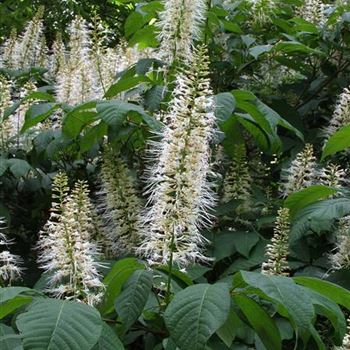 Aesculus_parviflora_2005_2804.jpg