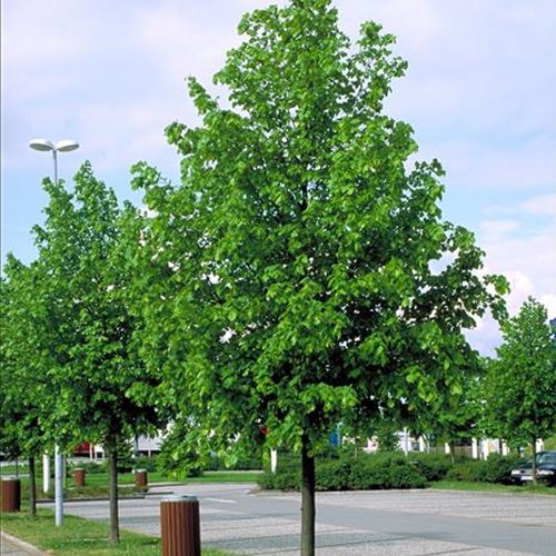 Tilia intermedia 'Pallida'