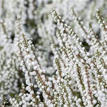 Calluna vulgaris 'Kinlochruel'