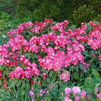 Rhododendron_Fantastica_2009_2054_Q.jpg