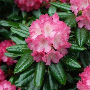 Rhododendron_yakushimanum_Fantastica_2006_1614.jpg