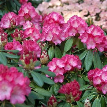 Rhododendron_Fantastica_2009_1679_Q.jpg