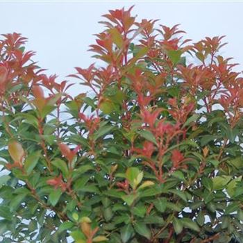 Pieris_Little_Heath_Green_GR_R3.jpg