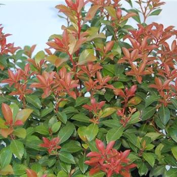 Pieris_Little_Heath_Green_GR_R2.jpg