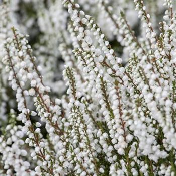 Calluna vulgaris 'Kinlochruel'