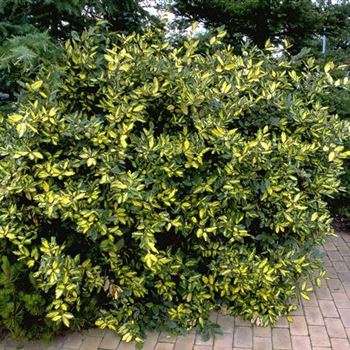 Elaeagnus_pungens_Maculata_2000_1488.jpg