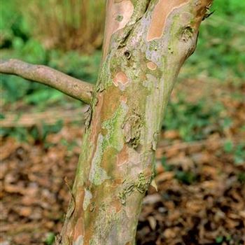 Stewartia_pseudocamellia_2002_1468.jpg