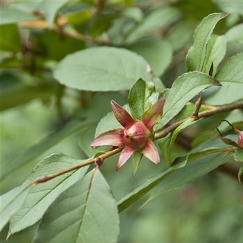 Stewartia_pseudocamellia_2007_4824.jpg