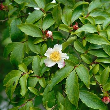 Stewartia_pseudocamellia_HRM3046.jpg