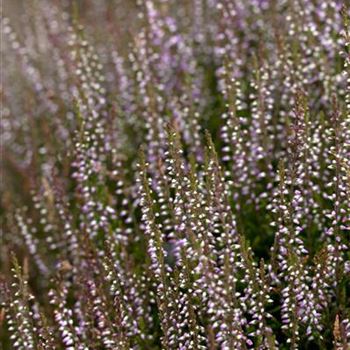 Calluna vulgaris 'Marleen'