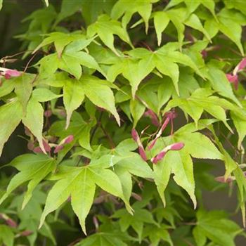 Acer_palmatum_Osakazuki_2009_2769.jpg