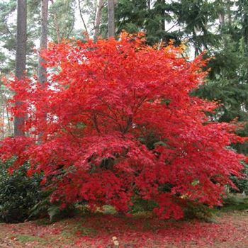 Acer_palmatum_Osakazuki.JPG