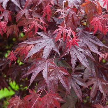 Acer_palmatum_Bloodgood_2009_2214.jpg