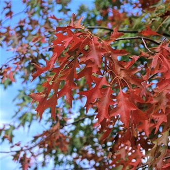 Quercus_palustris_2000-3153.jpg