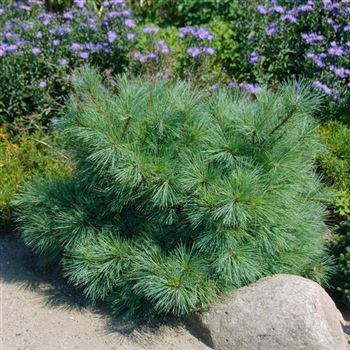 Pinus_pumila_Nana_2009_6098.jpg