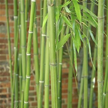 Phyllostachys_viridiglaucescens_2010_5507_q.jpg