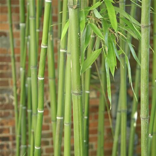 Phyllostachys viridiglaucescens