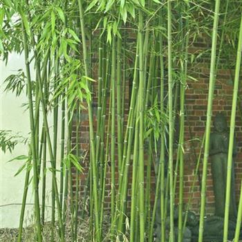 Phyllostachys_viridiglaucescens_2010-5509.jpg