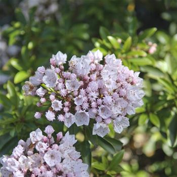 Kalmia_latifolia_Elf_2009_3145.jpg