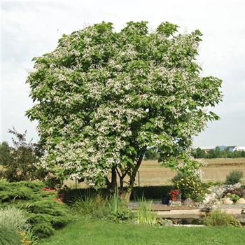 Catalpa_bignonioides_2008_6356.jpg