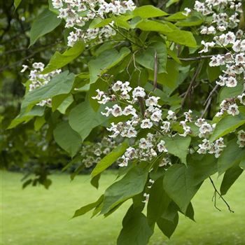 Catalpa_bignonioides_2007_2022.jpg