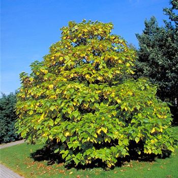 Catalpa_bignonioides_2000_3272.jpg