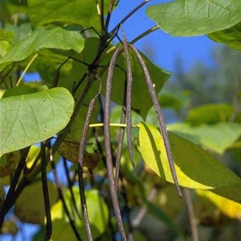 Catalpa_bignonioides_2000_3280_b.jpg