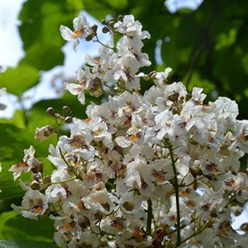 Catalpa_bignonioides.JPG