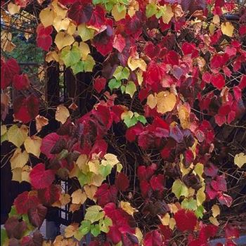 Vitis_coignetiae_2001_5084.jpg