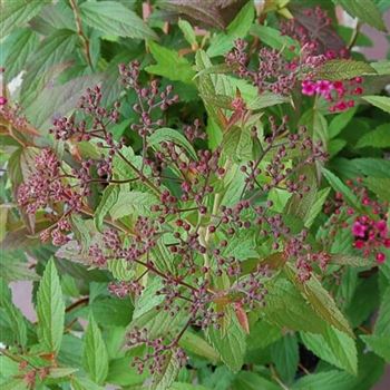 Spiraea_japonica_Anthony_Waterer_GR_Q2.jpg