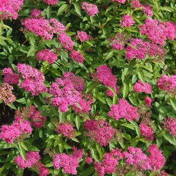 Spiraea_japonica_Anthony_Waterer_2007_7298.jpg