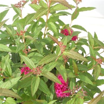 Spiraea_japonica_Anthony_Waterer_GR_Q1.jpg