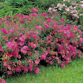 Spiraea_japonica_Anthony_Waterer_2001_2334_q.jpg