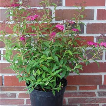 Spiraea_japonica_Anthony_Waterer_GR_R3.jpg