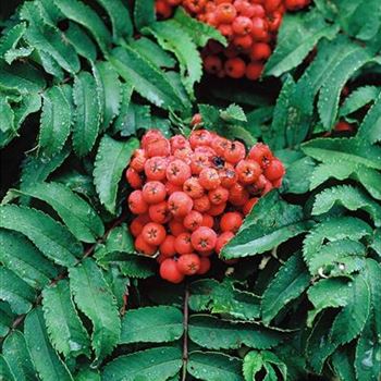 Sorbus_aucuparia_Fastigiata_2003-1640.jpg