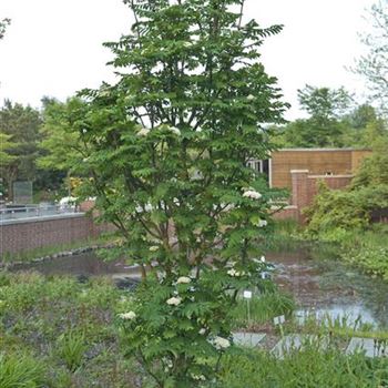 Sorbus_aucuparia_Fastigiata_2009_2067.jpg