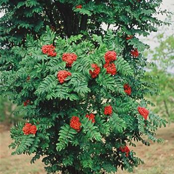 Sorbus_aucuparia_Fastigiata_2003_1637.jpg