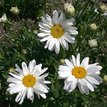 Leucanthemum_Beethoven_HRM_Q2.jpg