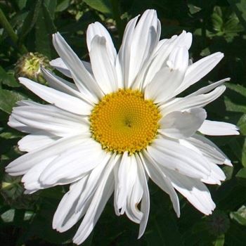 Leucanthemum_Beethoven_HRM_Q1.jpg