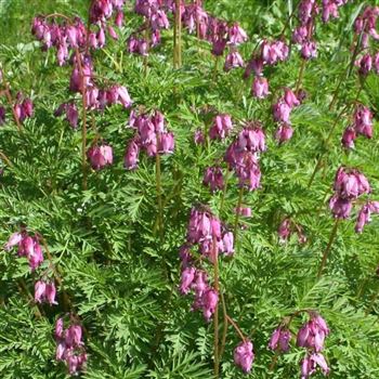 Dicentra_eximia_HRM_Q2.jpg