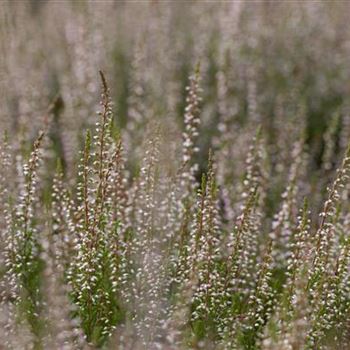 Calluna vulgaris 'Marlies'