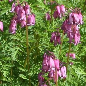 Dicentra_eximia_HRM_Q1.jpg