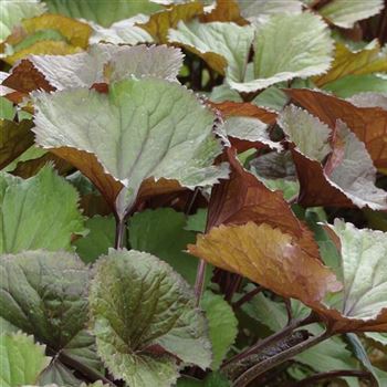 Ligularia_dentata_Desdemona_HRM_Q1.jpg