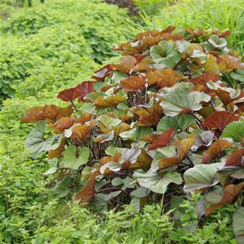 Ligularia_dentata_Desdemona_HRM_Q4.jpg