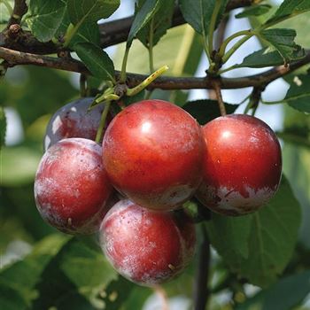 Prunus_domestica_Graf_Althans_HRM_3865.jpg