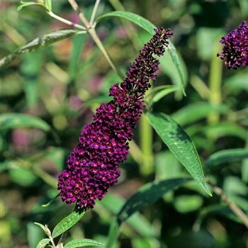 Buddleja_davidii_Purple_Prince_2004_1525_q.jpg