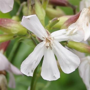 Saponaria_officinalis_HRM_Q1.jpg